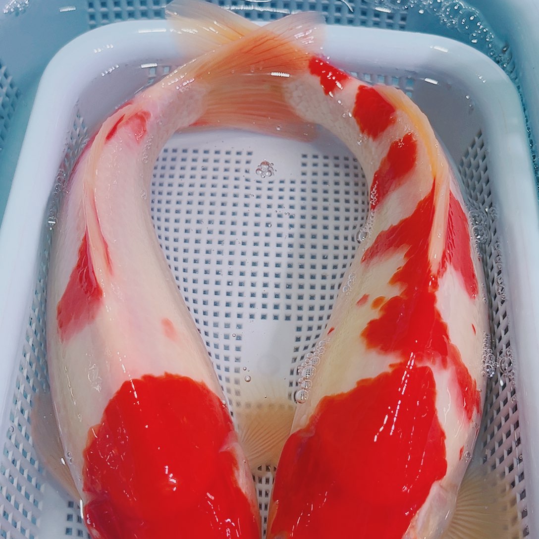 锦鲤锦鲤冷水鱼观赏151