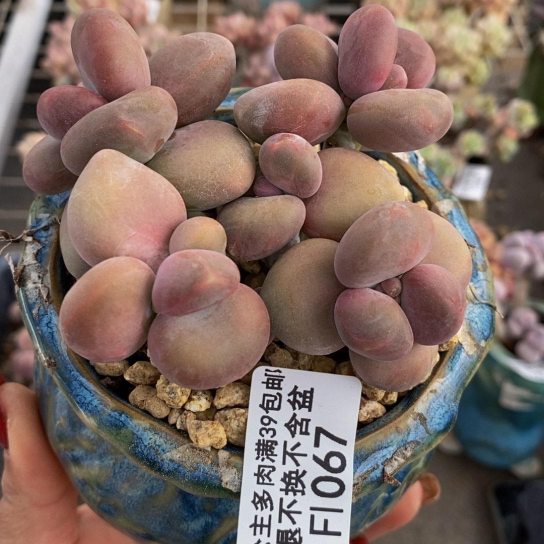 芒果奶酪焗Kk奶067/8c m