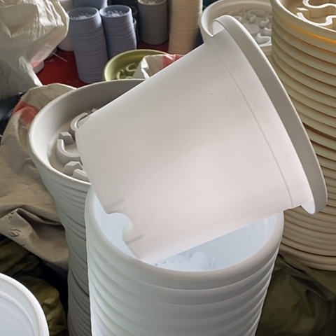 四季2号纯白色12个无托