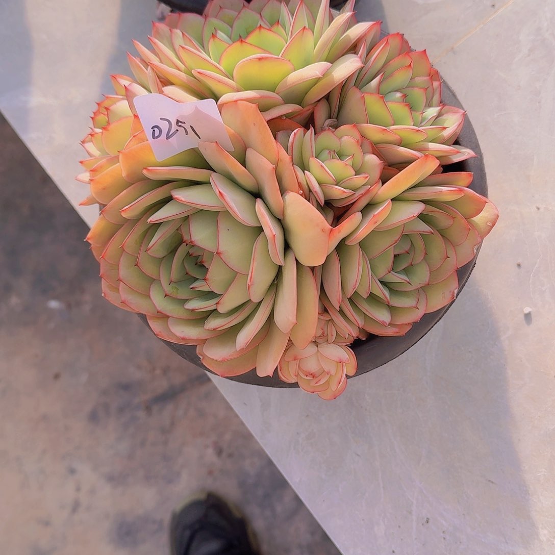 用****10251牡丹亭多肉