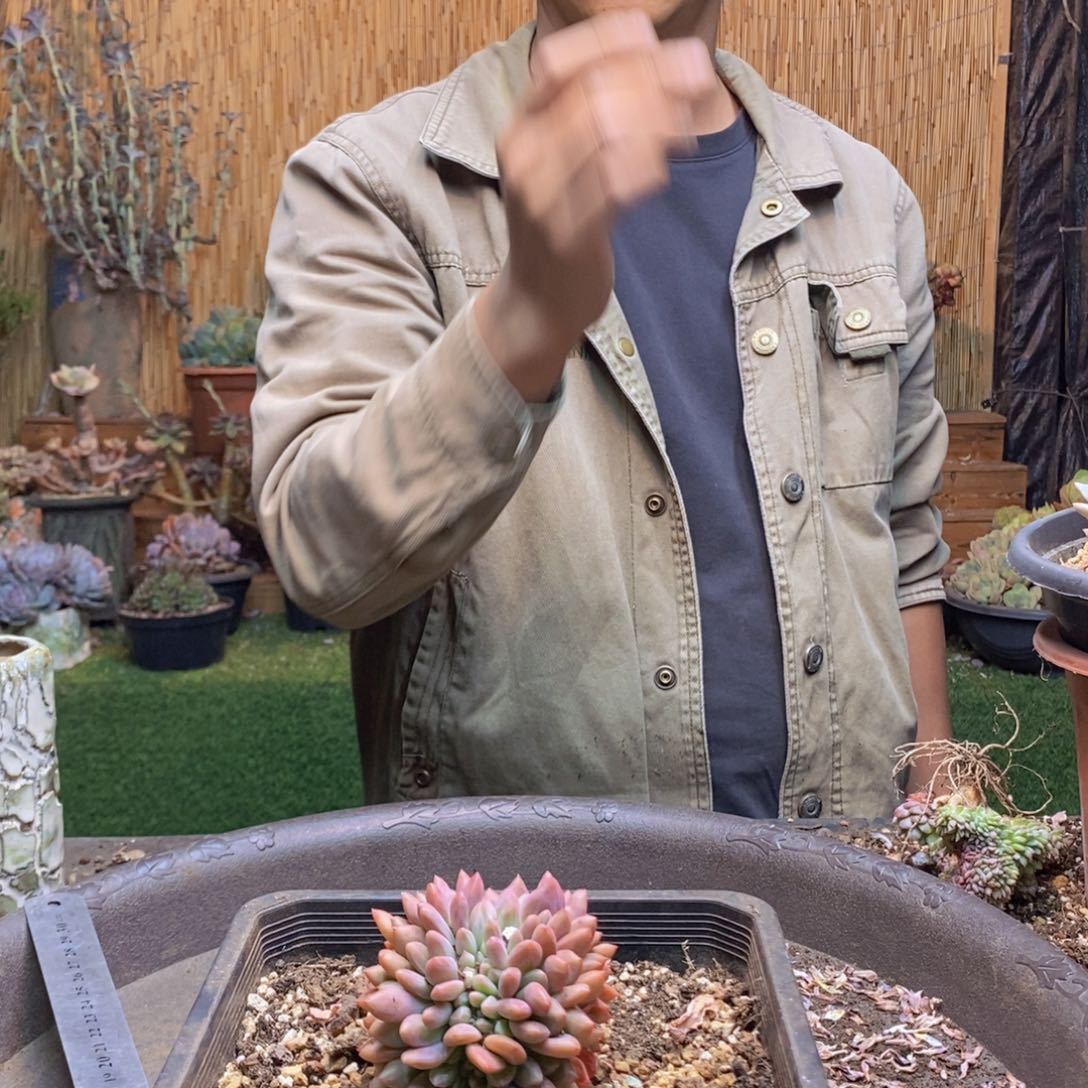 寂***主72号爱丽儿缀化