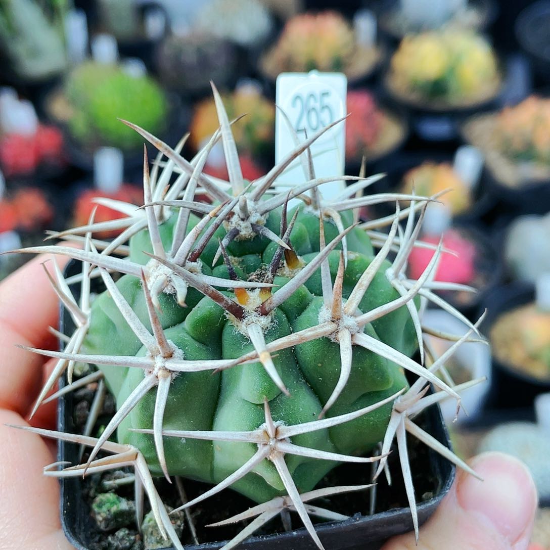 非偏远地区满25发货仙人球