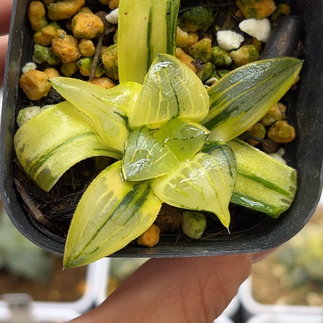 108红纹寿锦福利专场