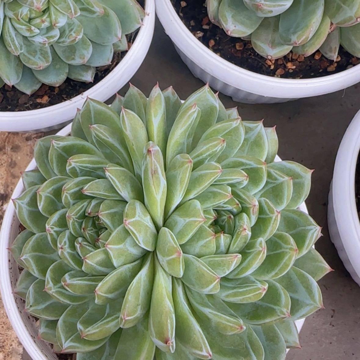 【闪购商品】双头19.9