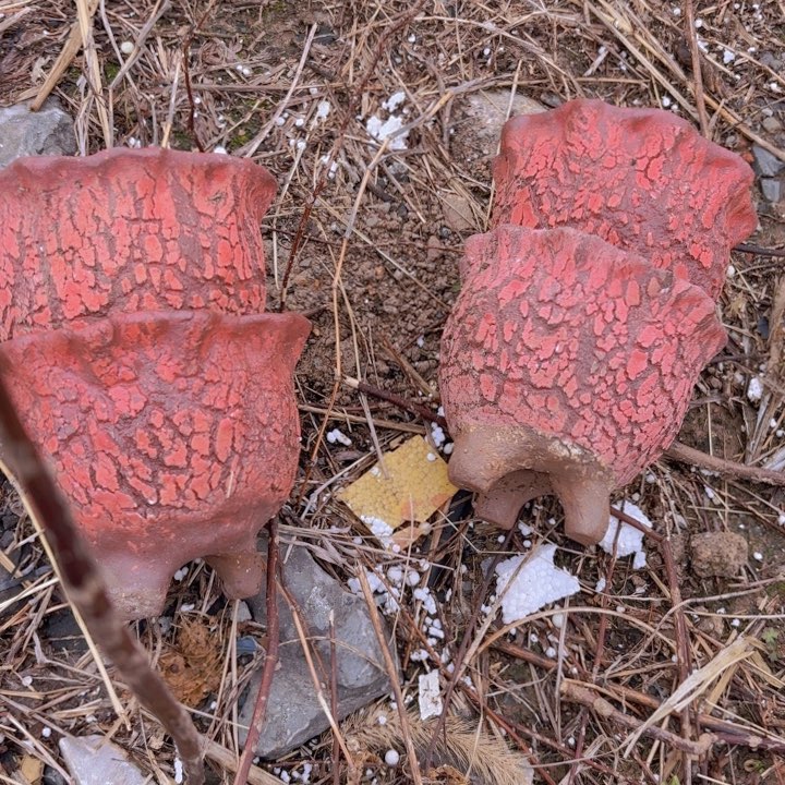 红陶花盆 高度 口径
