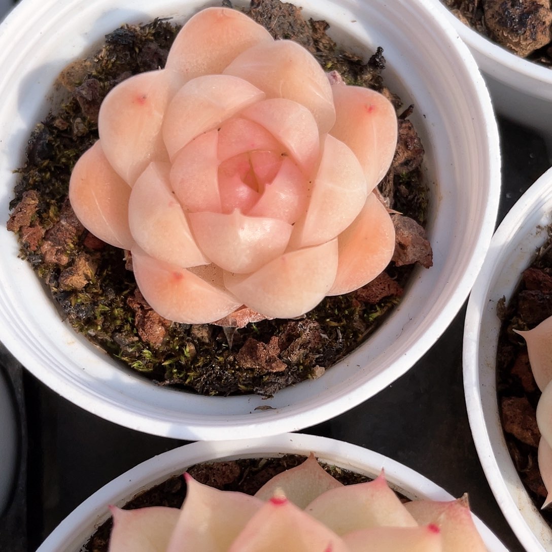 终**眺优选麦秆福利9065