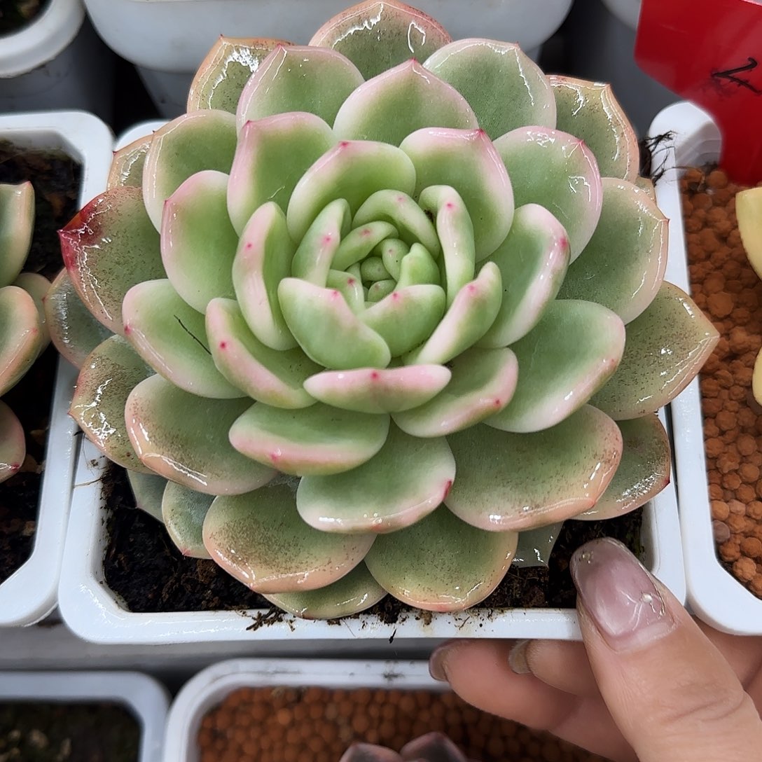 橙梦露锦多肉植物