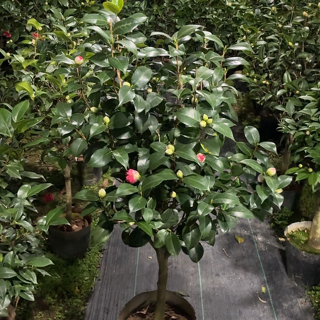 完全开放茶花老桩一物一拍顺丰包邮