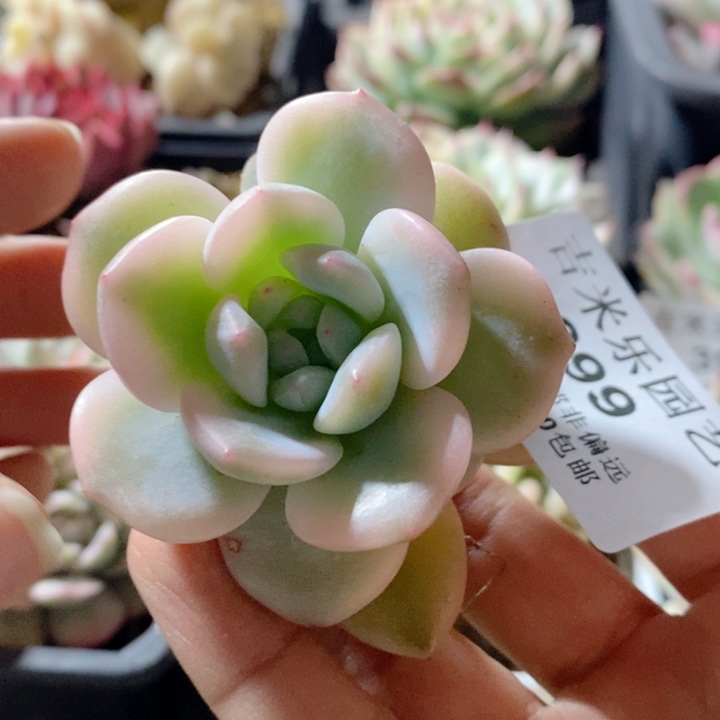 风**过399梦露锦多肉植物