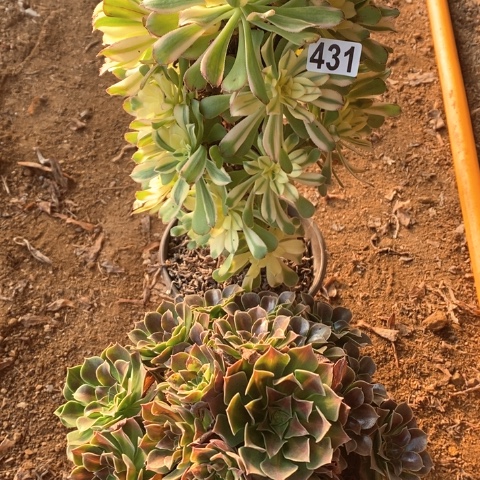 431两颗法师多肉植物