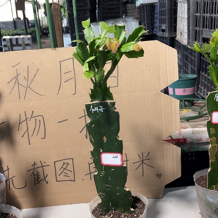 信***仰当前无花朵，栽培后可花朵仙子