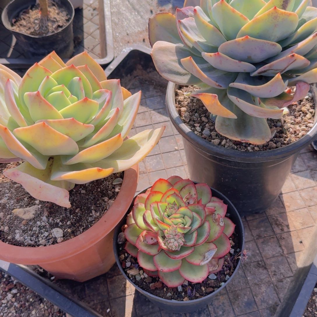 4-16凡艺多肉多肉