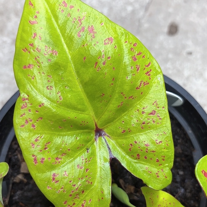 48-0214彩叶芋广东现货