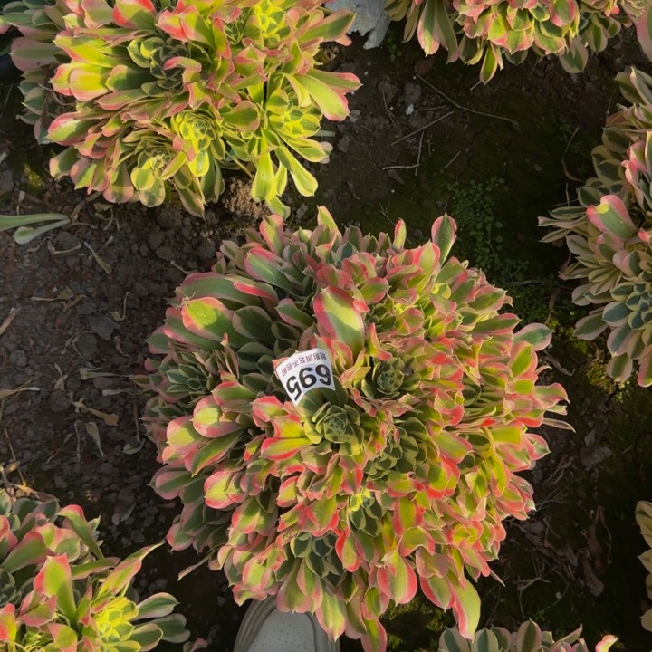 白凤花27-28包邮花花