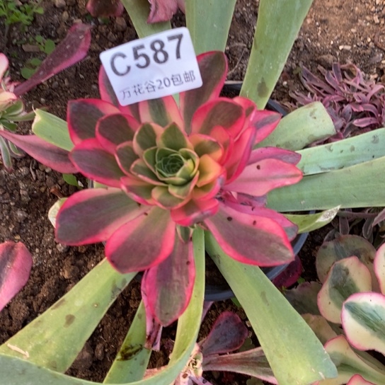 587如意多肉植物砍过嫁接