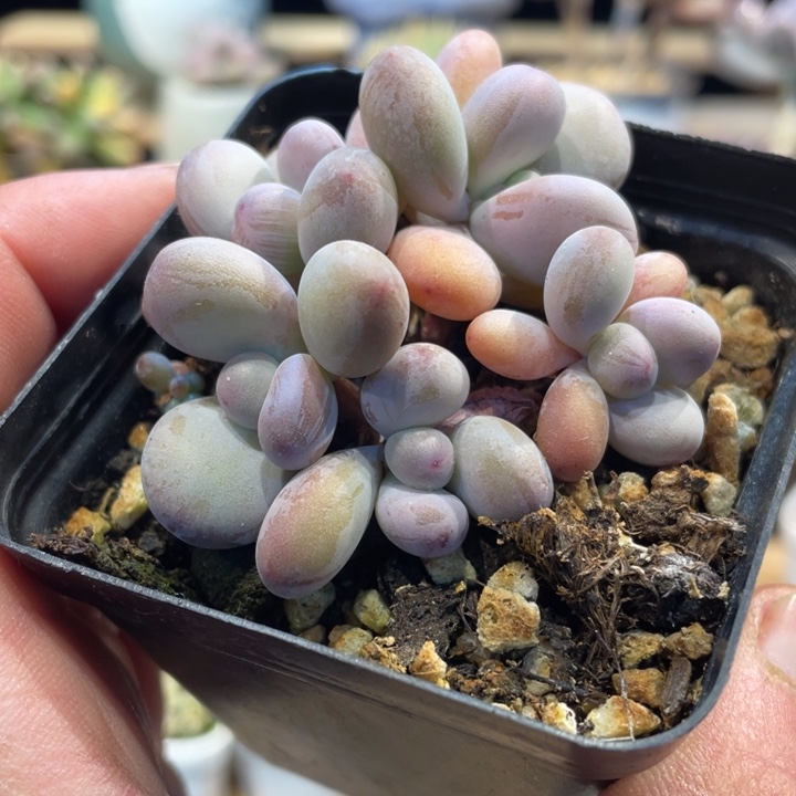 西瓜奶啊啊多肉啊啊