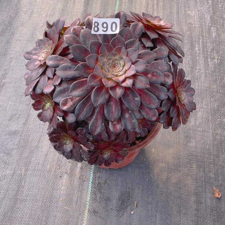 890老庄多肉法师黑天鹅