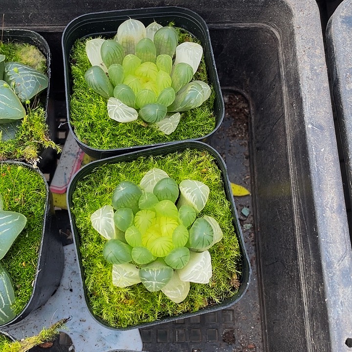 琥珀玉露带盆土发