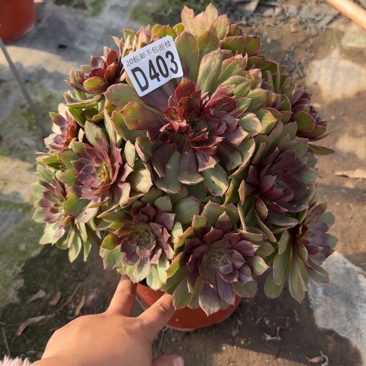 红丝绒……多肉植物……