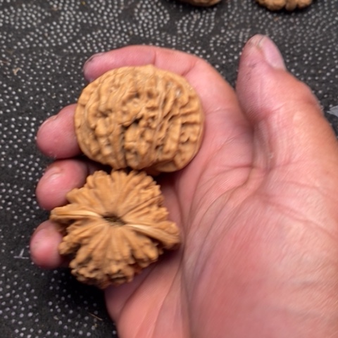 文玩核桃把件西楼20米