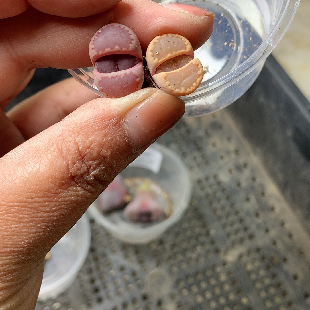 C773多肉植物保护