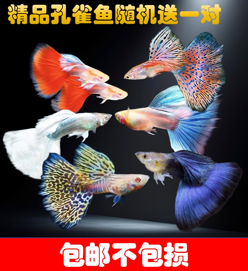 超级福袋 包邮不包损