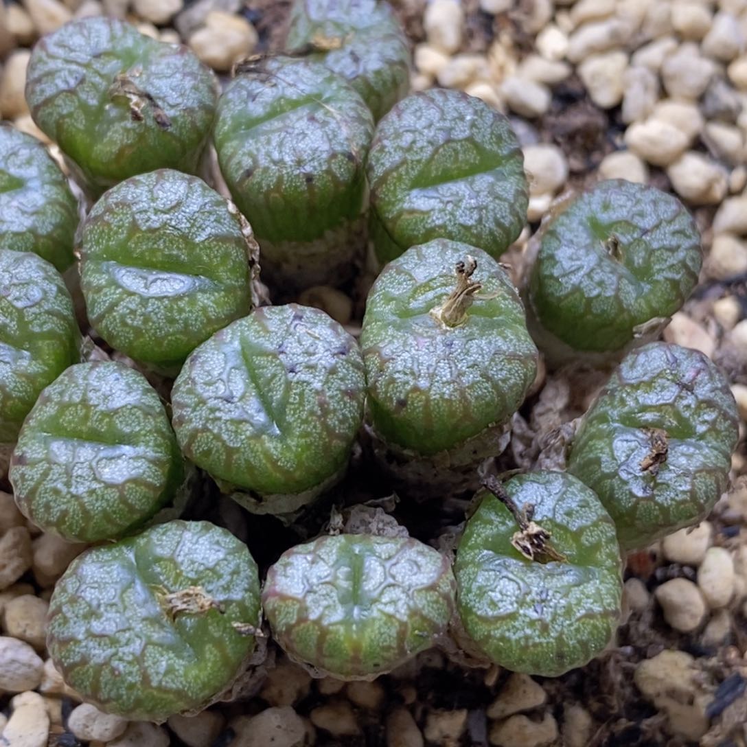 15头火炬铜壶15头火炬铜壶