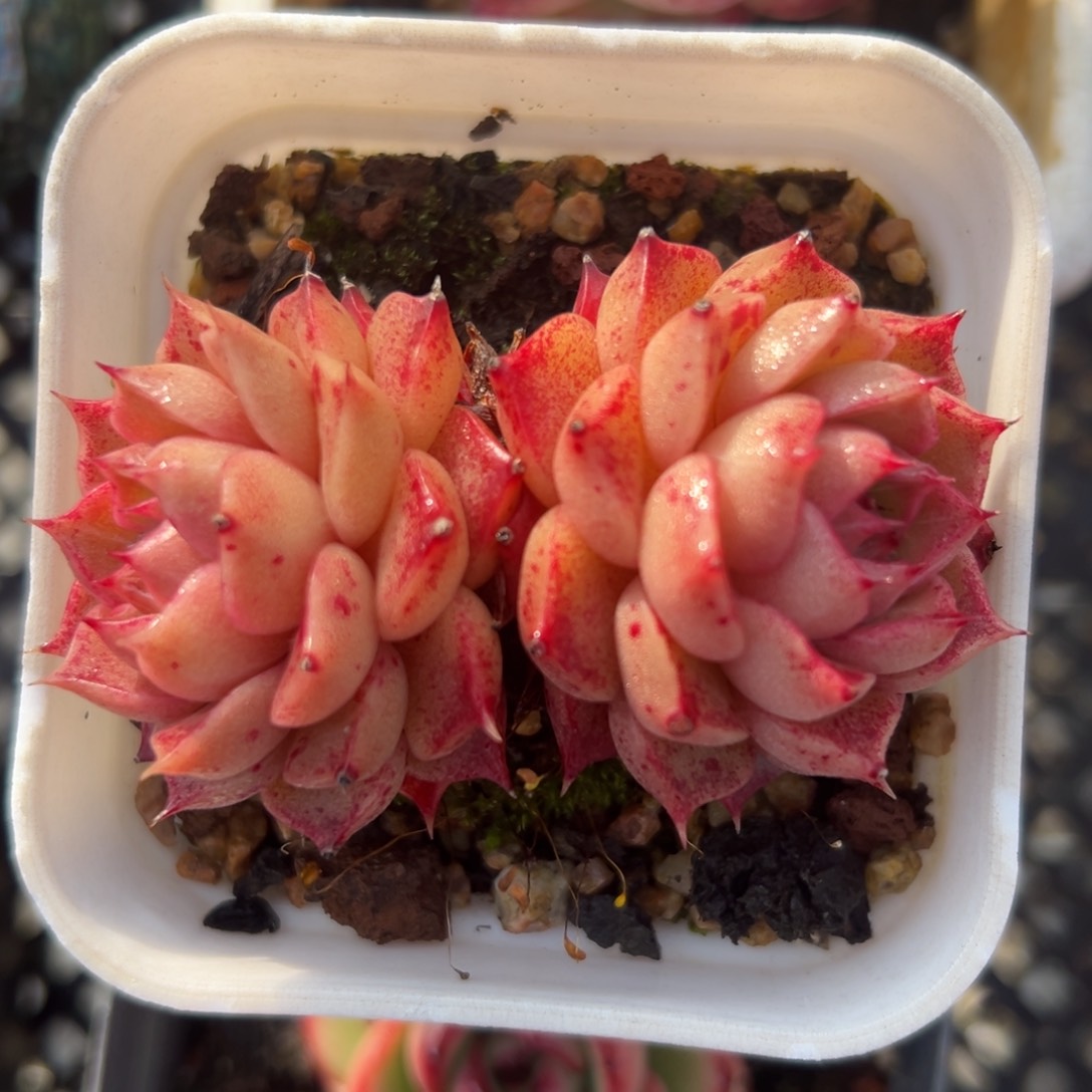 海螺精控多肉一物一拍