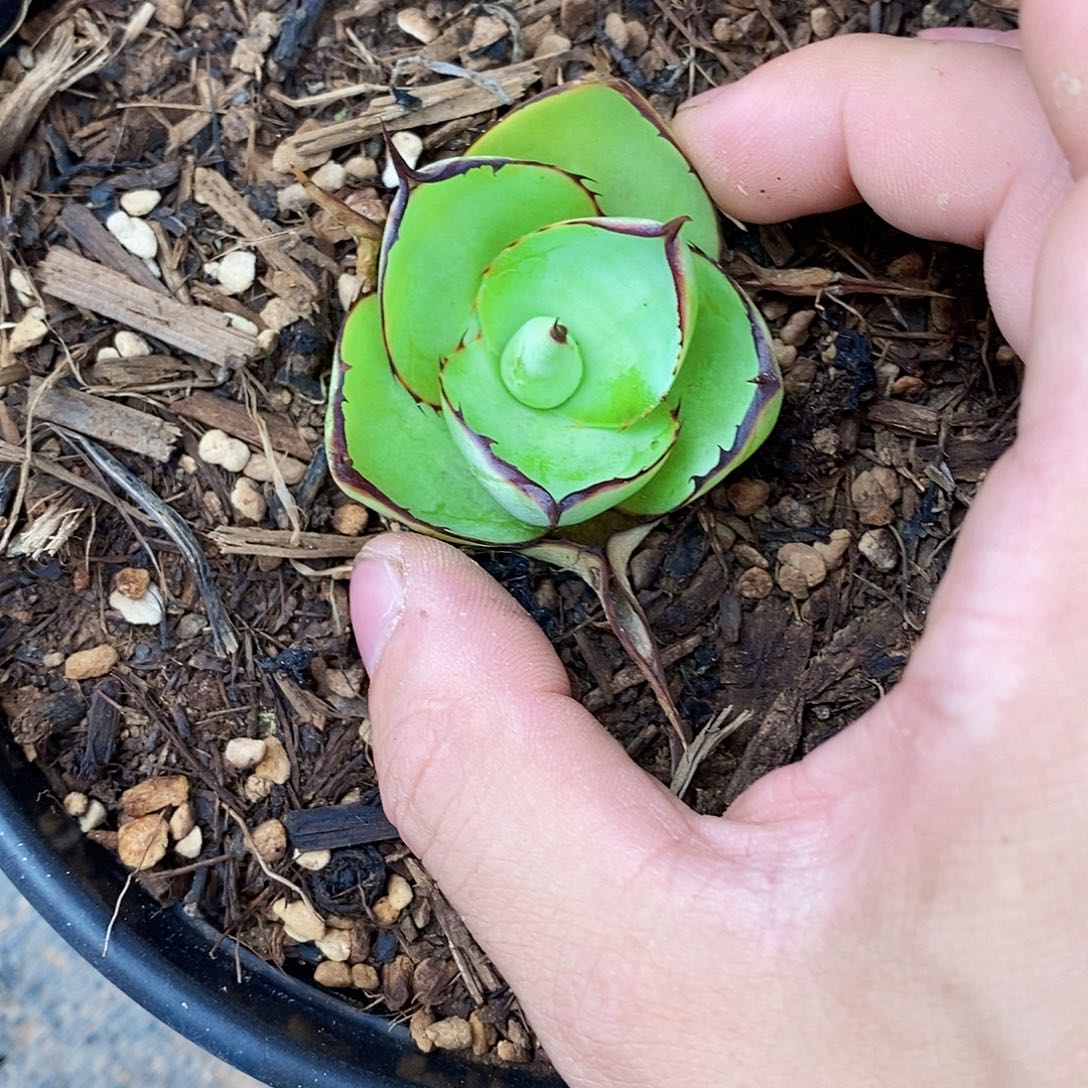 多肉植物龙蛇兰植物