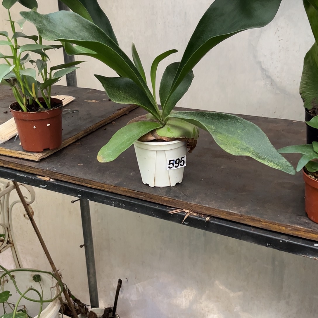 完全开放595 二岐鹿角蕨