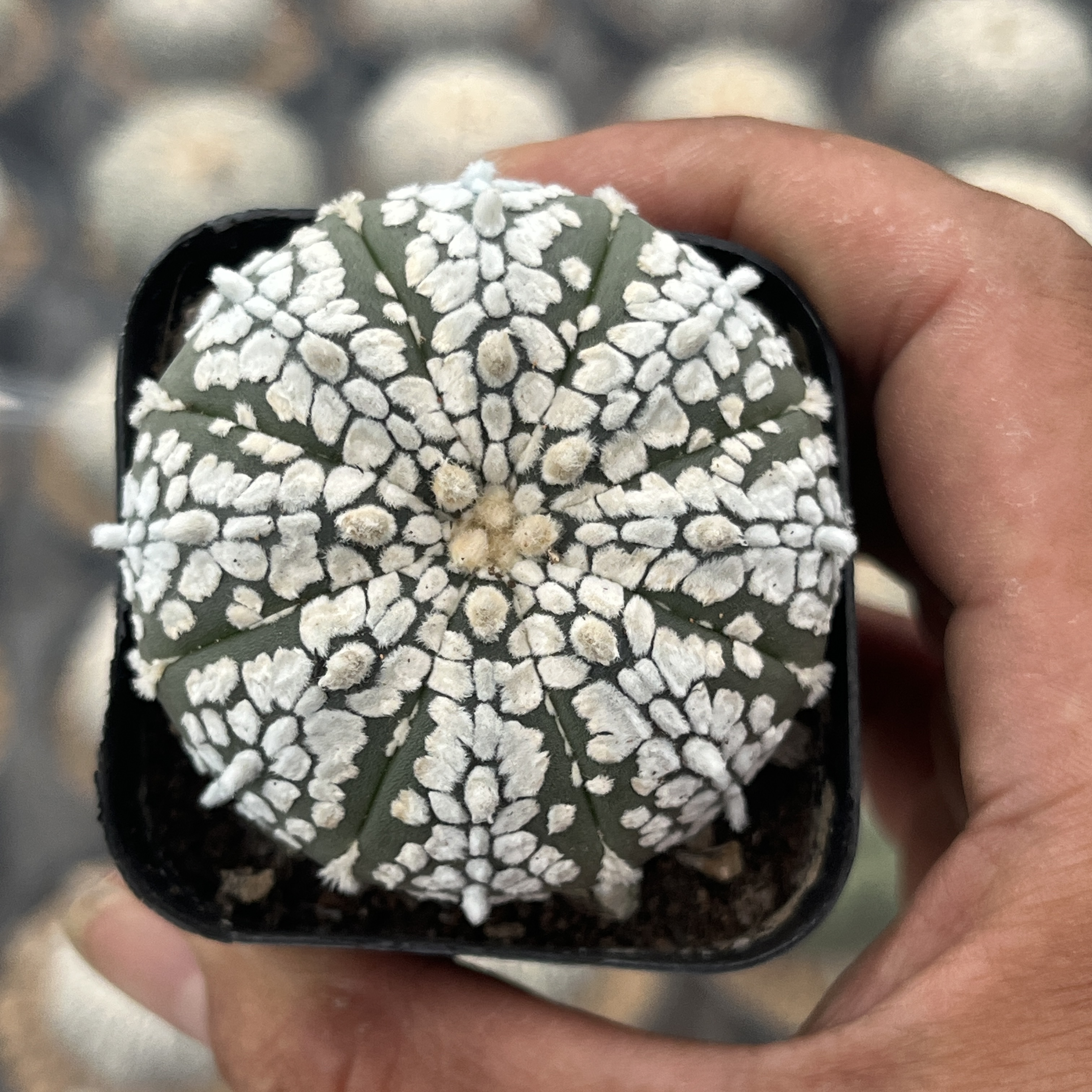 超兜仙人球夏型种绿植盆栽可开花适合桌面阳台办公室
