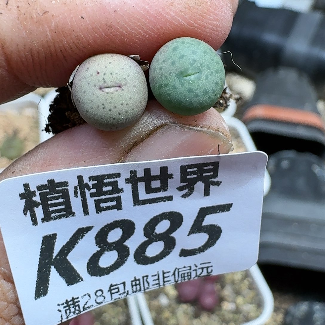 多肉植物的人生fgb
