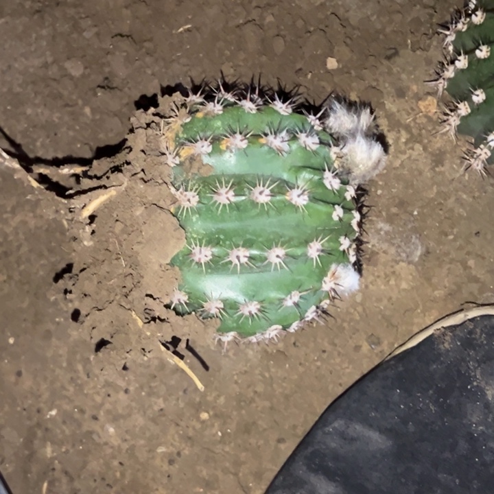 清清3-273根带花瑕疵