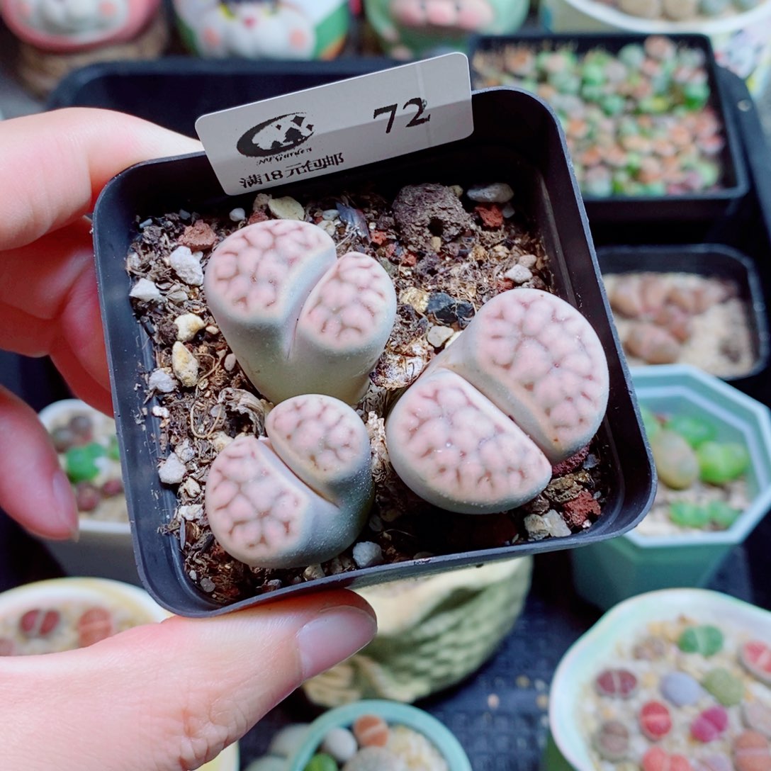 生石花花花花花花花花72