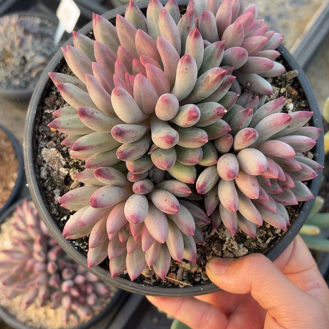 阿***虎鱼美人12345678910001111