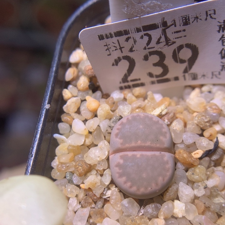 精品生石花225.239