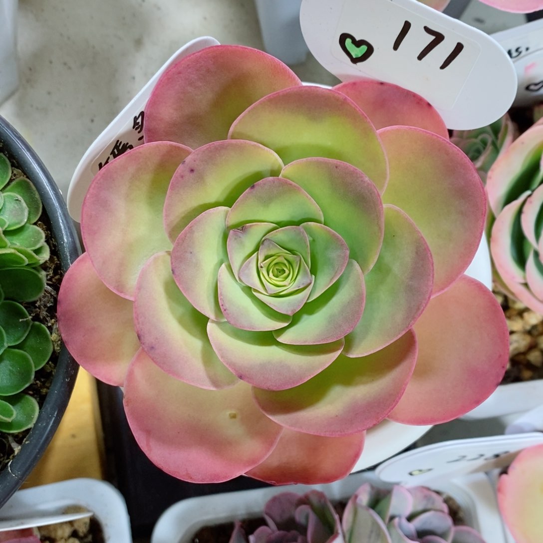 嫣然。     171。