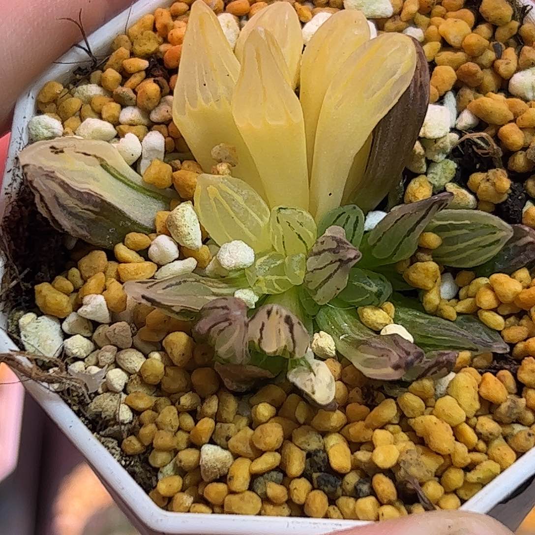 西瓜锦十二卷多肉植物满