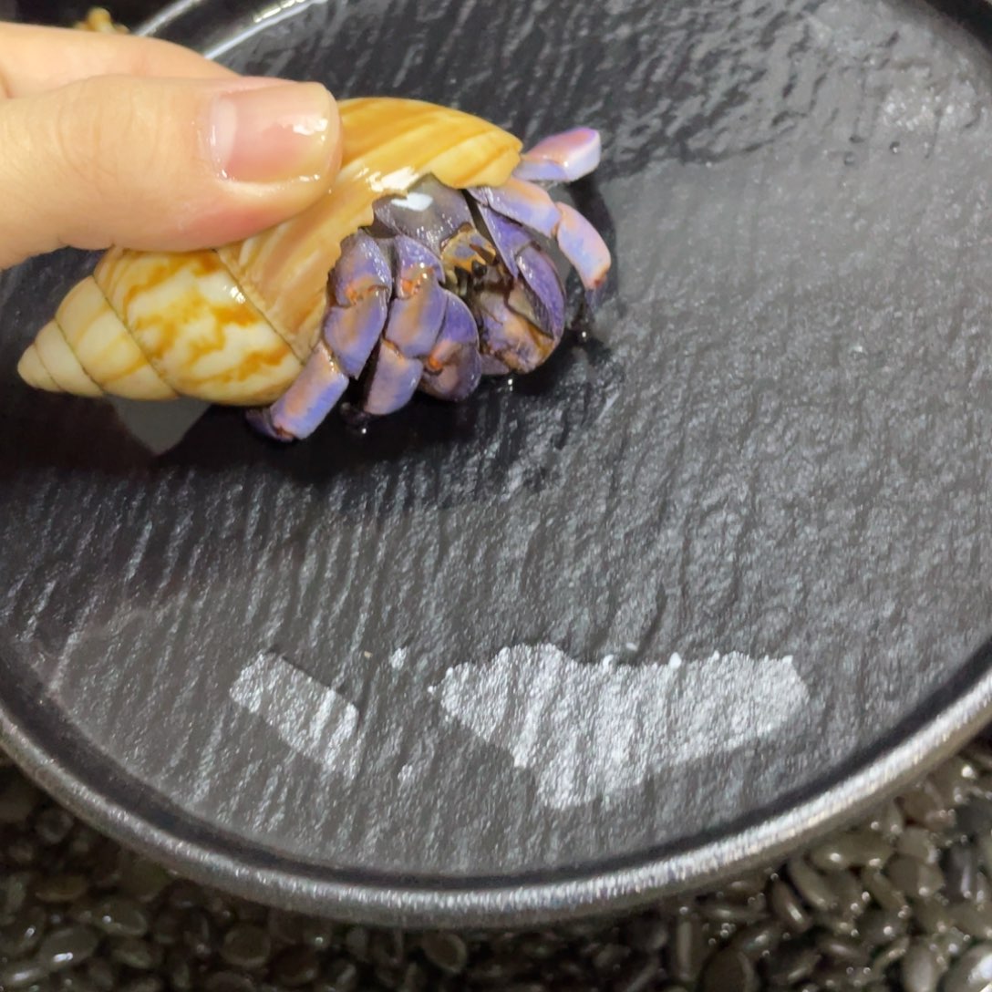 寄居蟹寄居蟹寄居蟹