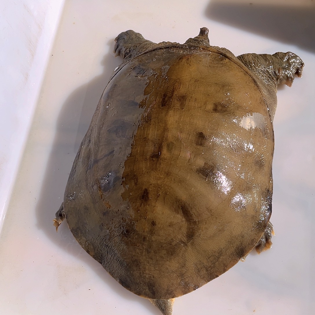 中国大陆野生甲鱼包邮包活