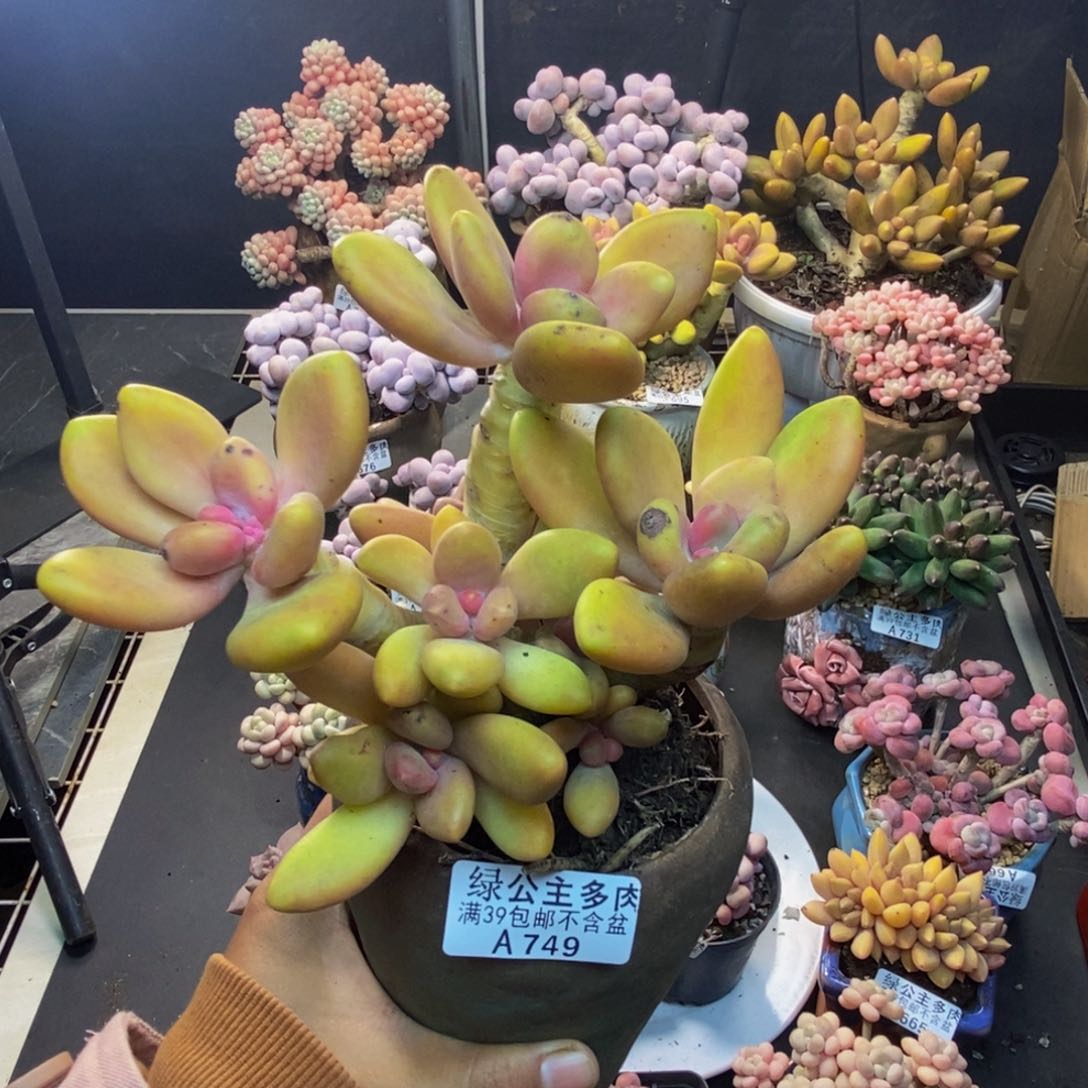 749芒果奶多肉12c m