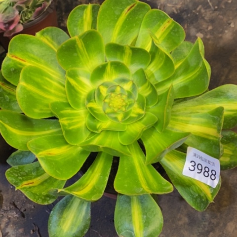 暴君多肉植物3988