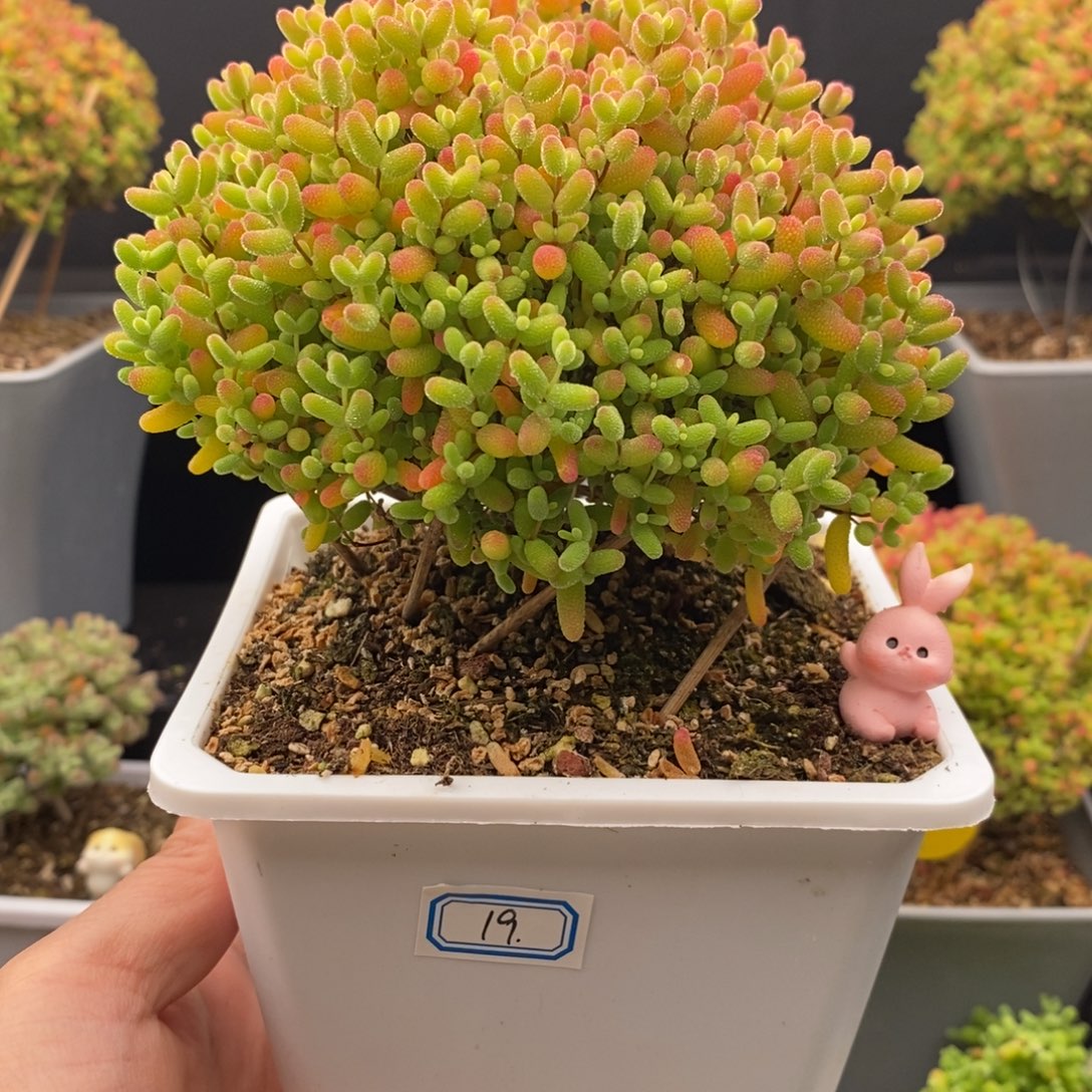 完全开放19号蜜橘糖球（10cm）