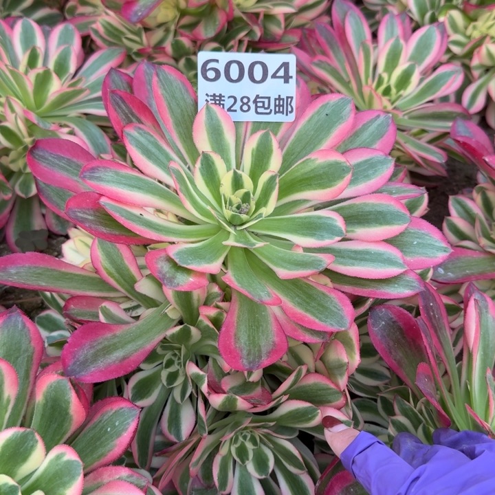 6004二号棚女巫多肉K