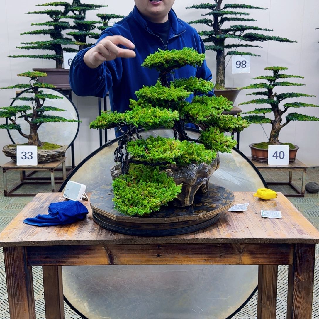 无花朵柏树造型盆景