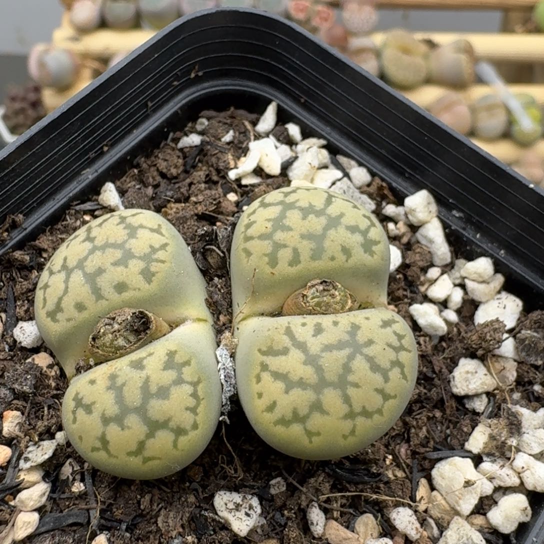 白珊瑚杂绿宝石双头