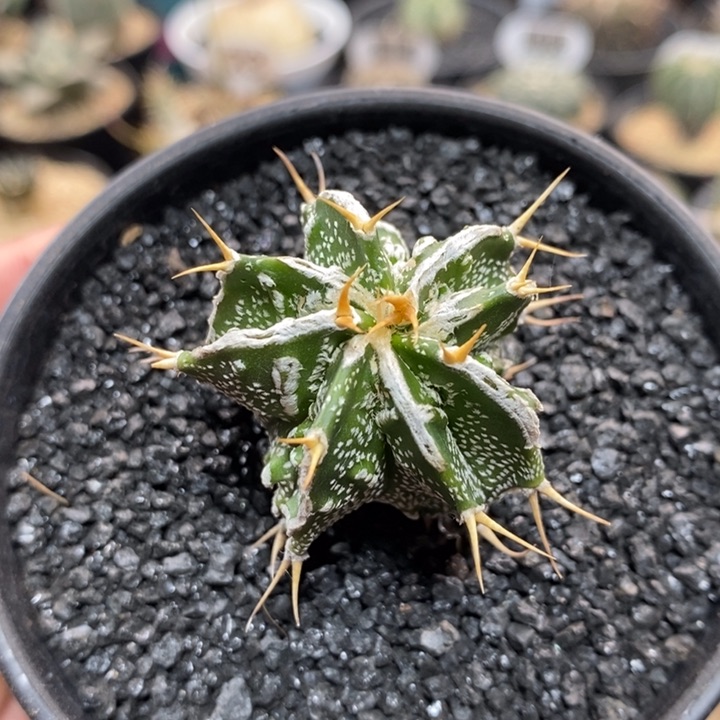 实生核桃般若308号3.7cm