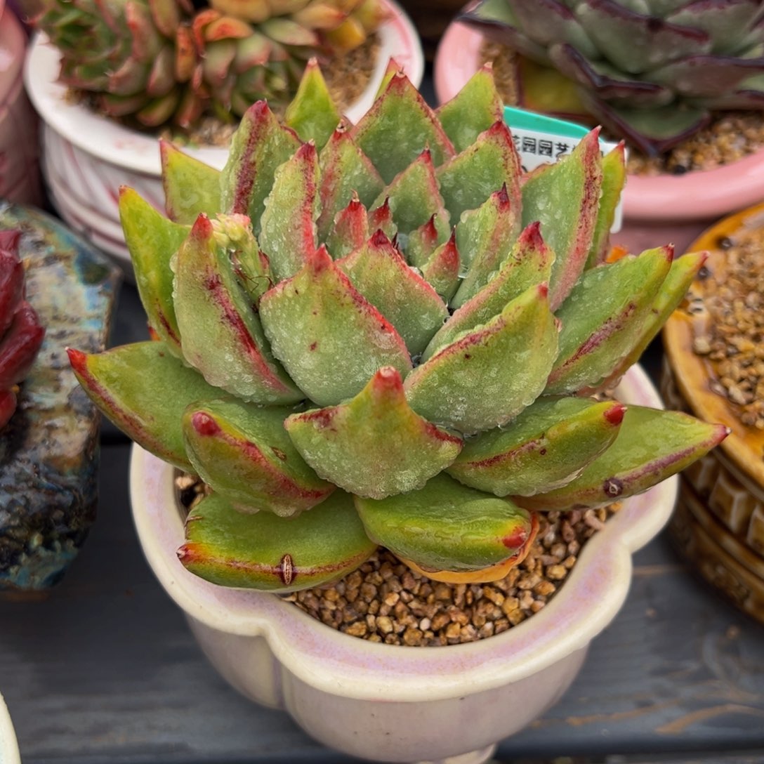 从前慢多肉精选编号0306.375