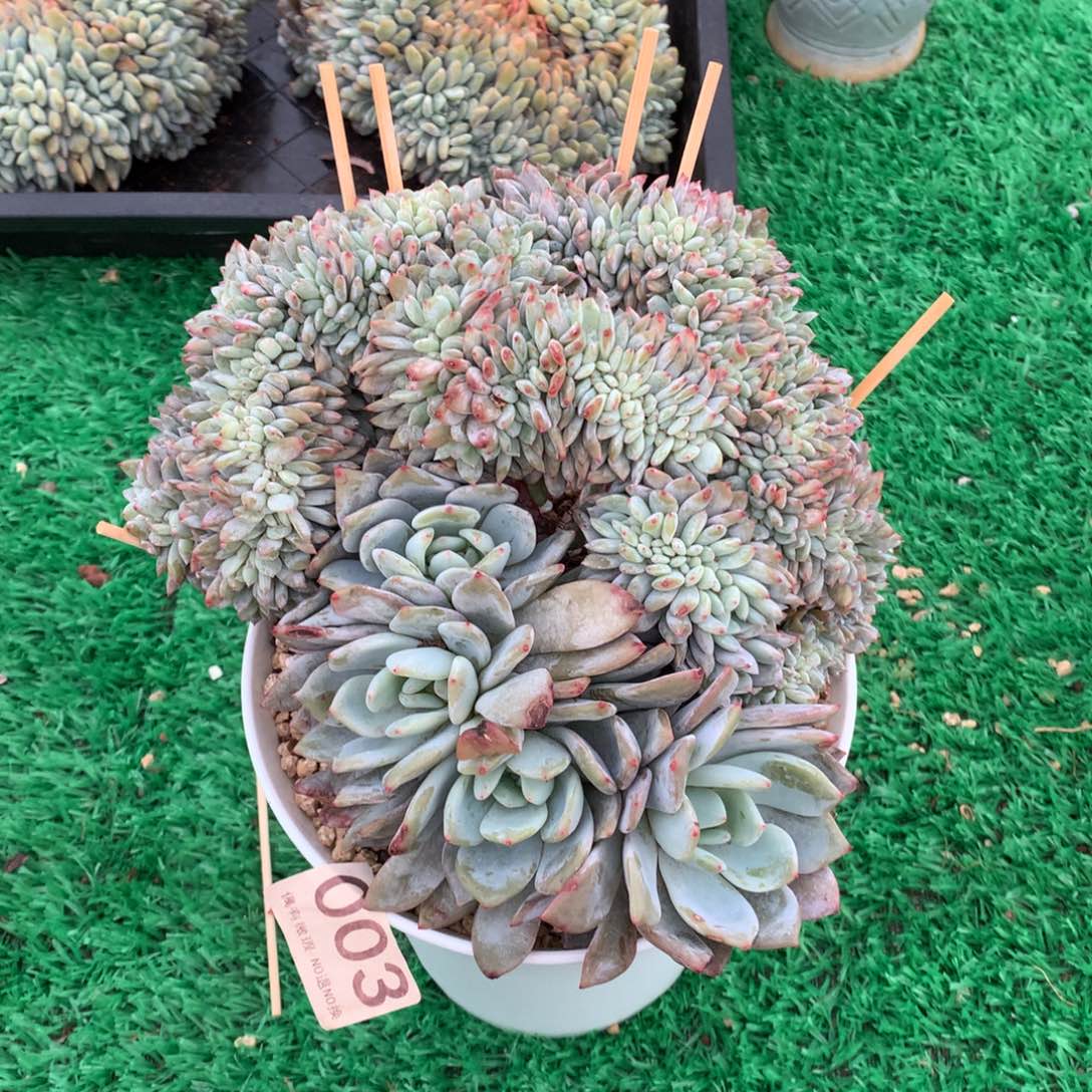 003橙子缀多肉植物