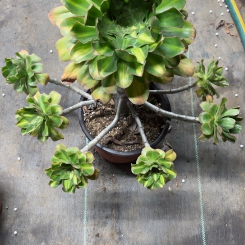 蓝*莲多肉植物艳资中班